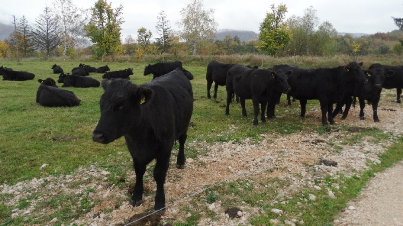 Три нападения на мечка над стадо на местна животновъдна ферма