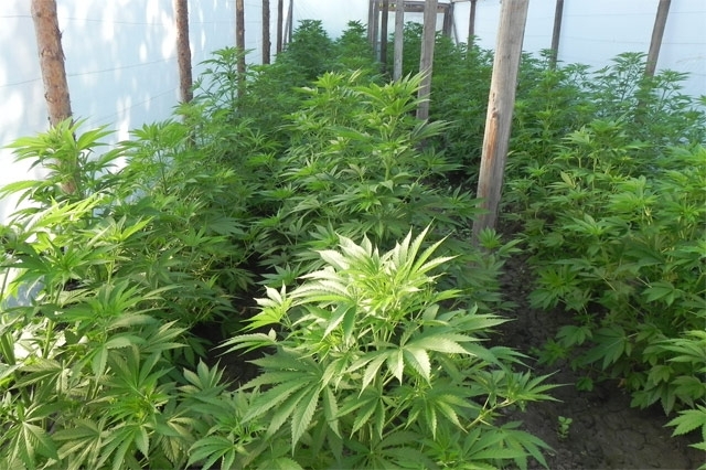 Полицията издирва собственика на наркооранжерия в село Лиляче научи агенция