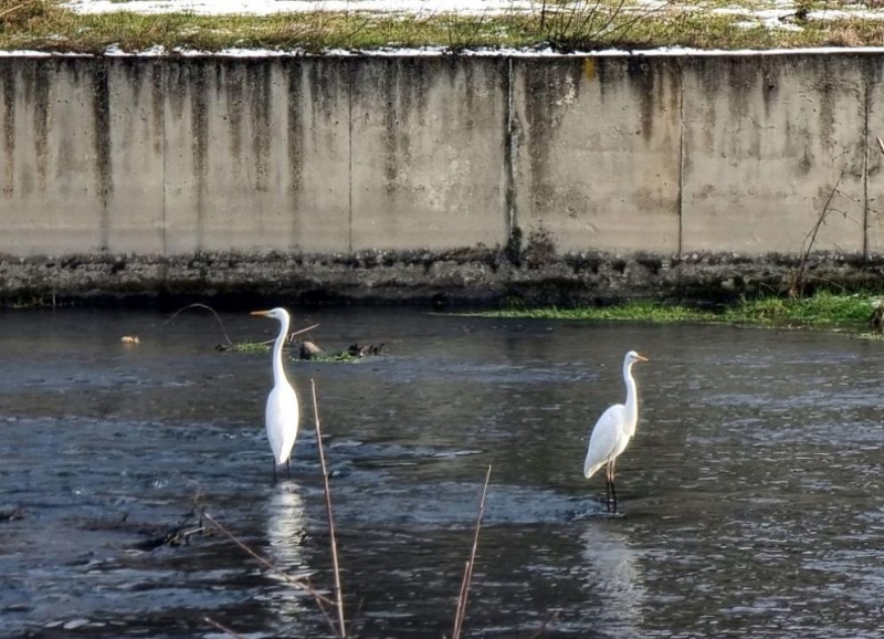 Броят на зимуващите в язовири и реки в Монтанско и