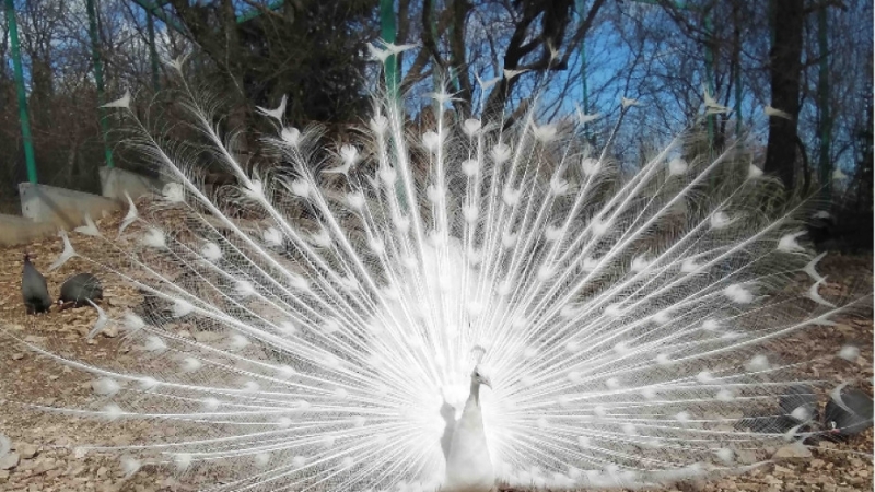 Безотговорно отношение към обитателите на зоологическата градина в Стара Загора