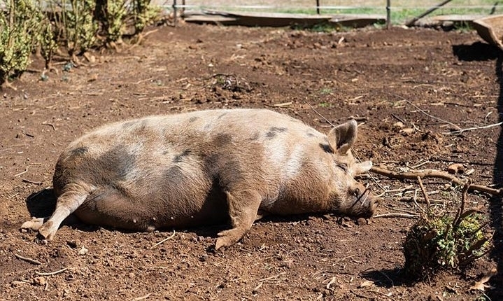 Българската агенция по безопасност на храните констатира огнище на Африканска