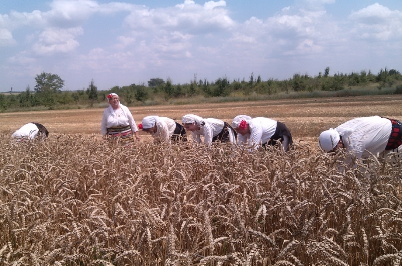 530 кг от декар е средният добив от пшеница в