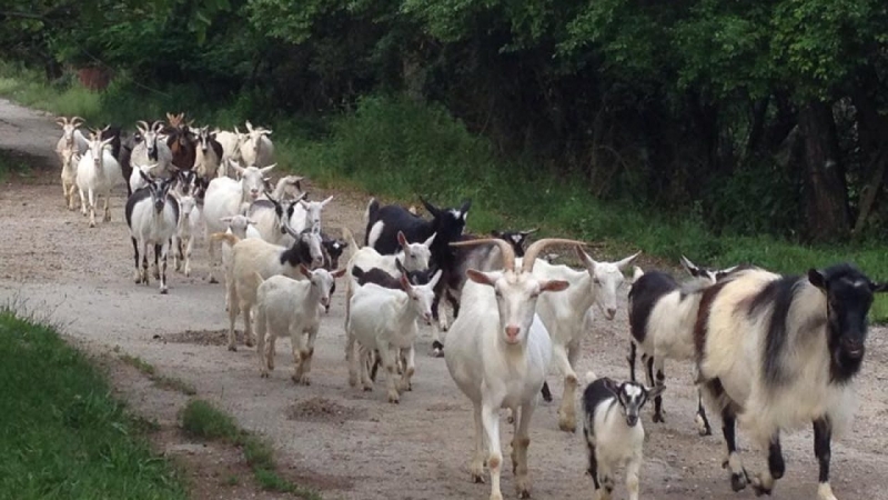 Около 9 часа вчера сутринта между селата Хърсово и Осеновец