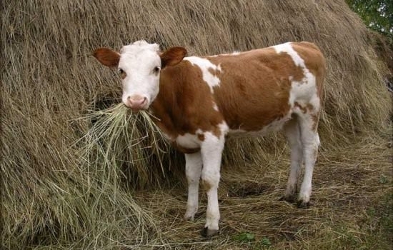 Мъж е извършил кражба на теле от кравеферма в Крива