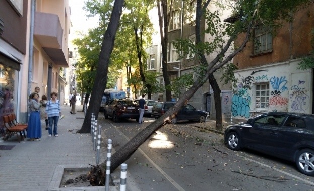Дърво падна на столичната улица Княз Борис I и затрудни