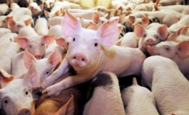 Отрицателни са пробите за африканска чума по свинете от 3-километровата