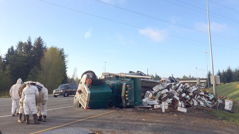 Един милион пчели загинаха след като камион превозващ кошерите им