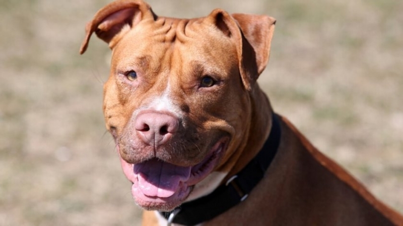 Всеки ден жителите на село Ново Паничарево край Приморско се