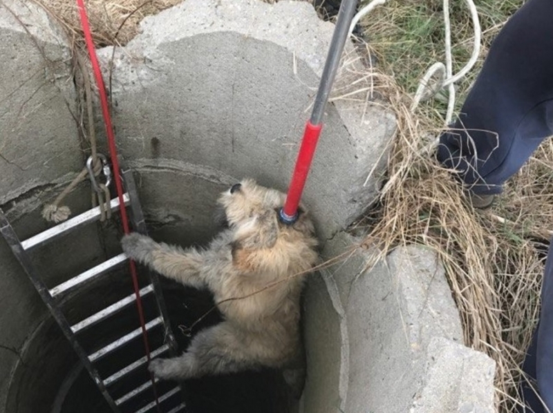 Пожарникари спасиха куче пропаднало в дълбока шахта във Видин съобщиха