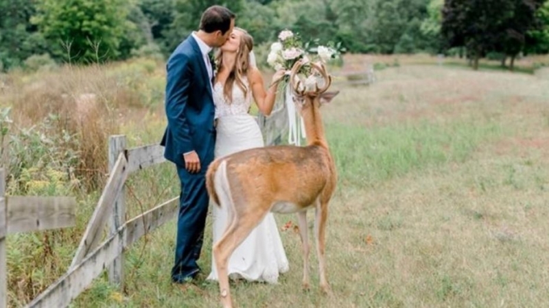 Младоженци в Мичиган посрещнаха неканен гост на сватбата си докато