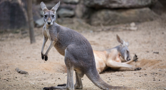 Търговците заредиха витрините с екзотичните мръвки с които ще ни
