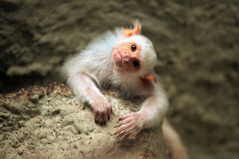 Учени са открили нов вид маймуна в бразилската част на Амазония съобщи