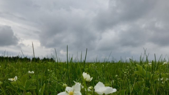 Днес вятърът от северозапад ще се усили и с него