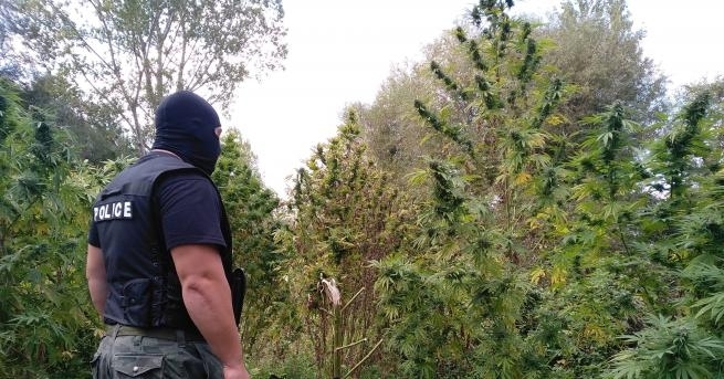 Криминалисти от Областната дирекция на МВР Шумен разкриха плантация за канабис В