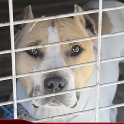 Питбулът който нападна и нахана 18 месечно момиченце в Кърджали е