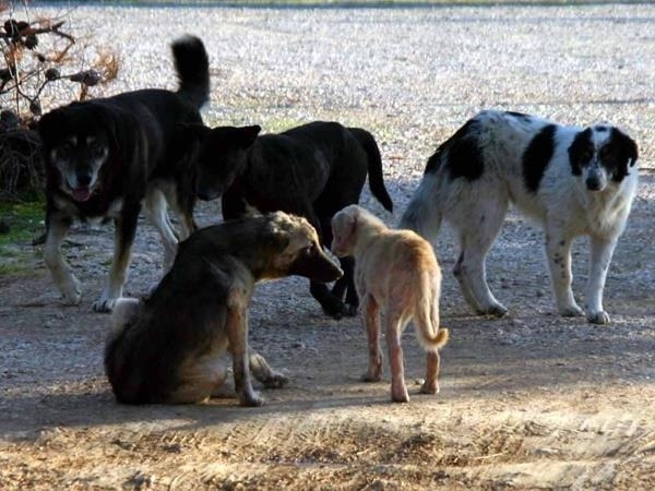 Кметът на Враца Калин Каменов разкри днес че коли от