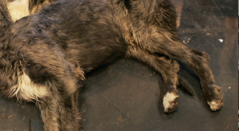 Мъж уби кучето на съседката си във врачанско село съобщиха