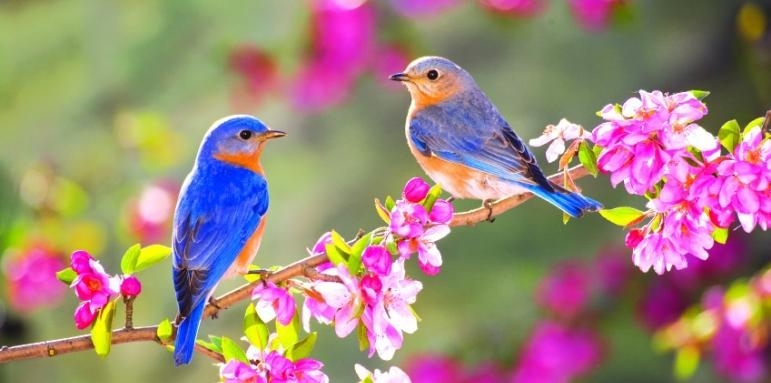 В понеделник над страната ще преобладава слънчево време Около и след