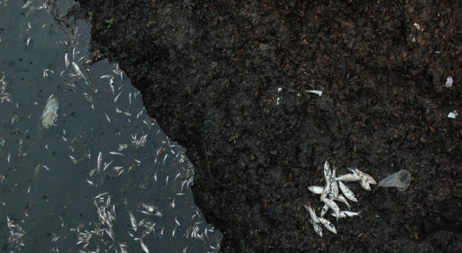 Жегата измори рибата в река Янтра Във вторник в местната