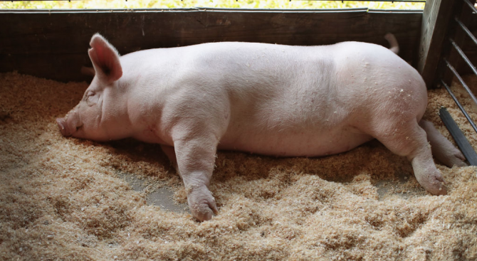 Във видинския квартал Нов път където беше открита болестта африканска