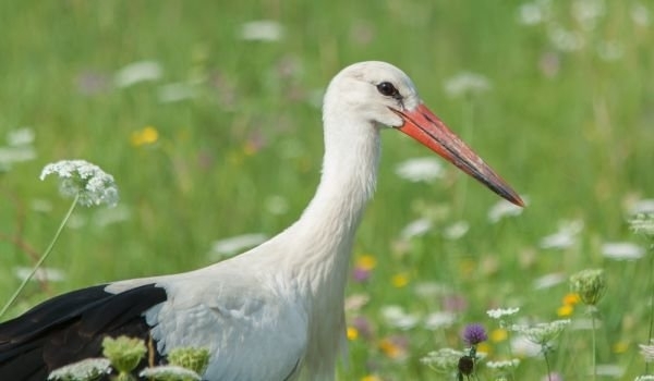 Еколози от Монтана са се отзовали на помощ на четири