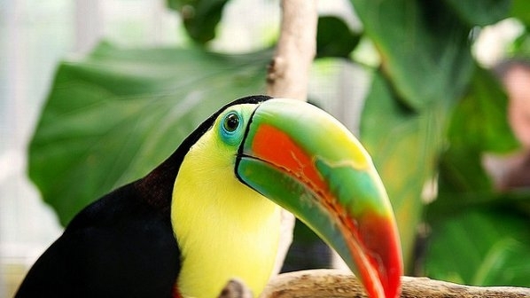 Митническите власти в Одрин са заловили 26 корели вид какаду