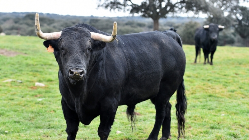 Възрастна жена е с опасност за живота след като била
