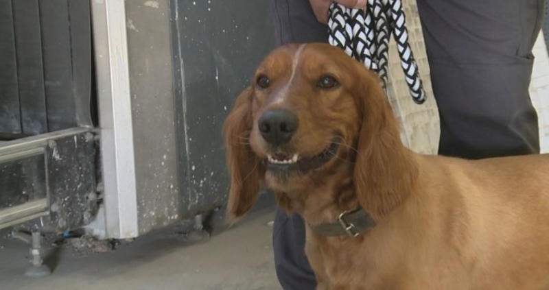 В края на миналата седмица едно митничарско куче откри рекордно