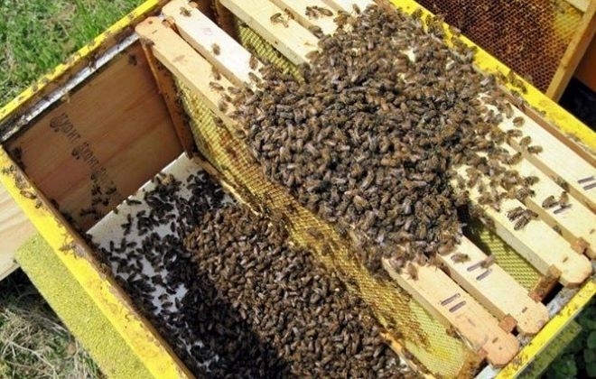 Собственици на кошери съобщават за мор по пчелите във врачанското