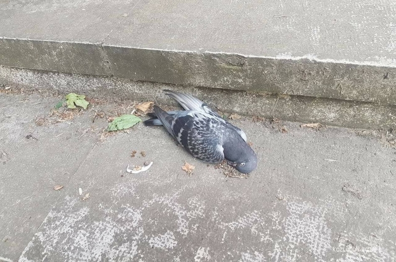 Фалшивите сигнали до институциите не са рядкост като подателите им