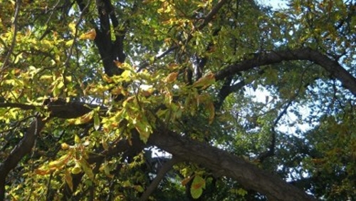 Първата за годината обработка против кестенов молец на терени с