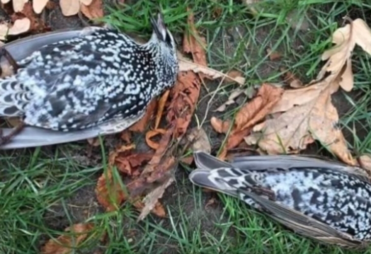 Стотици птици паднаха от небето в Хага Холандия по време
