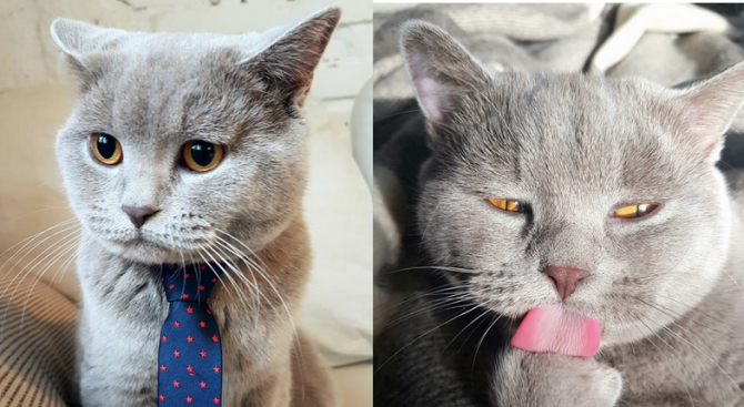 Най известният български котарак в социалните мрежи получи отличието Блогър