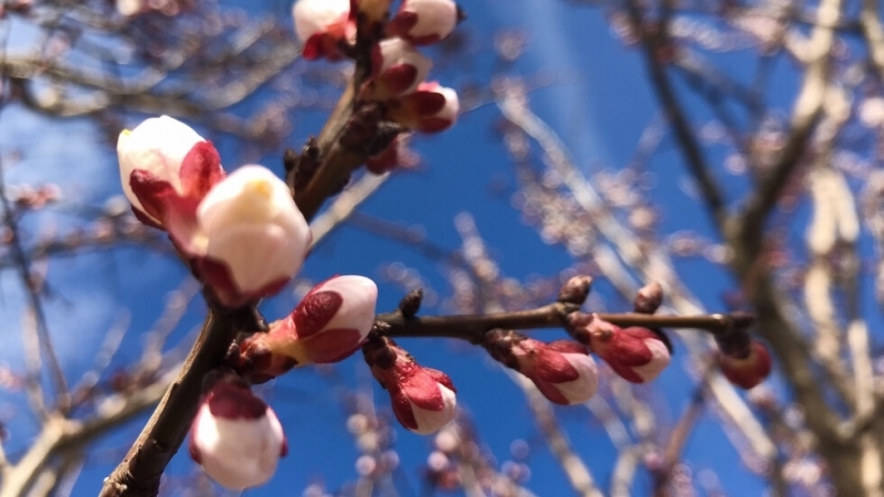 Днес облачността ще бъде променлива често намаляваща до предимно слънчево