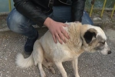 Две момчета от Ямбол спасиха куче от водите на Тунджа