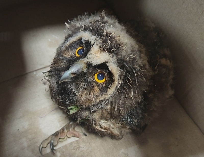 Еколози от Враца спасиха рядка птица открита ранена в Бяла