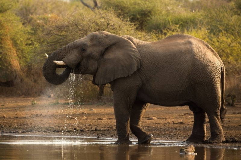 Мистериозна смърт на няколко африкански слона накара учени да започнат