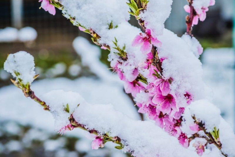 Днес на много места ще продължи да вали сняг или
