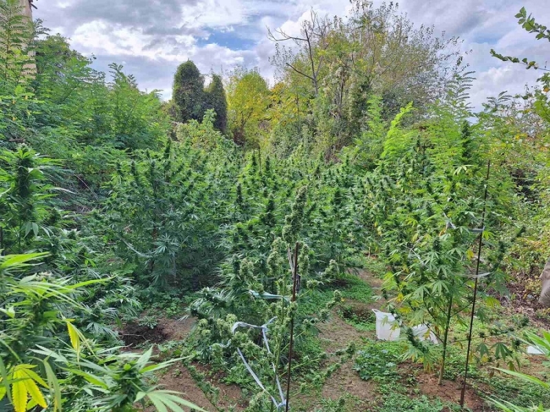 Полицията е разбила наркооранжерия в Монтанско съобщиха от МВР Случката е