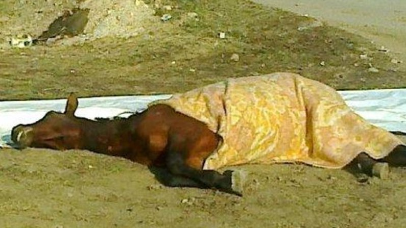 Криминалисти са задържали момче убило камила на съселянин в Ошане