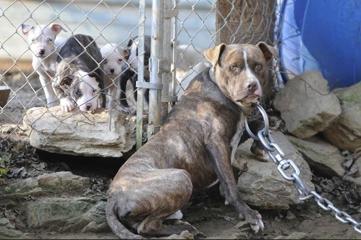 Във връзка с придобита информация за организирани и провеждащи се