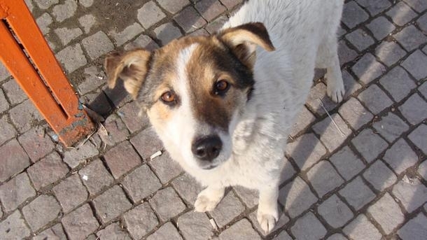 На 15 август се отбелязва Международния ден на бездомните животни