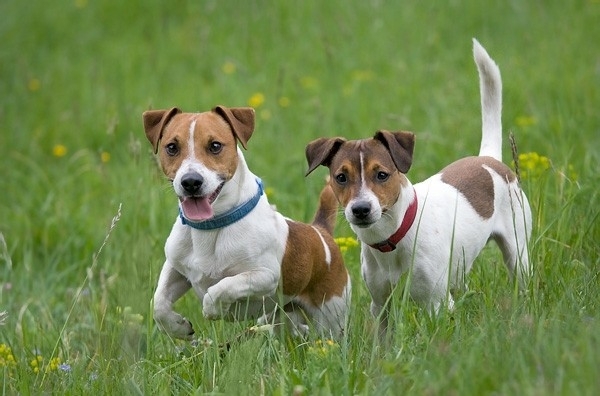 Община Мездра разпространи разяснителни материали за кастрацията на домашните любимци