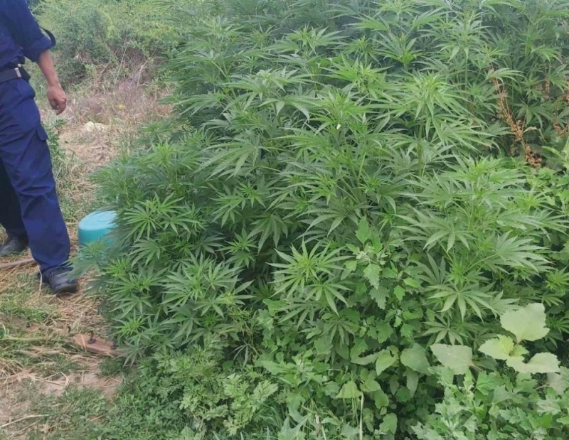 89 килограма марихуана са открити в местност край Петрич На