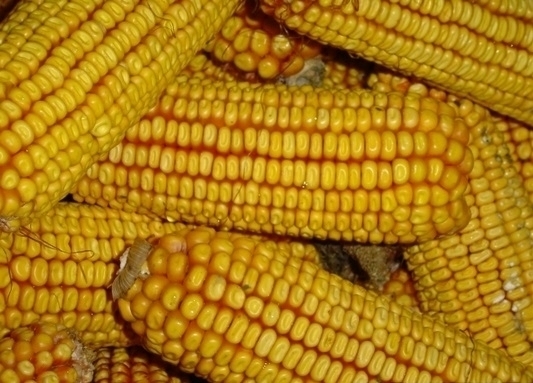 Мъж е откраднал близо 120 кг. царевица в монтанското село