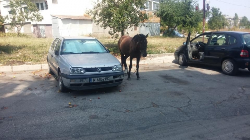 Каубойските времена се завръщат с пълна сила в квартал Младост