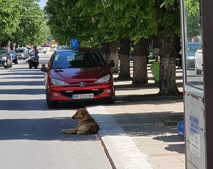 Голяма част от шофьорите в Мездра видимо не познават правилника