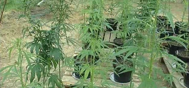 Полицаи открили голямо количество коноп в землището в Козлодуй съобщиха