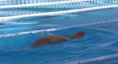 След активна двуседмична подготовка Яне Петков скочи днес във водите