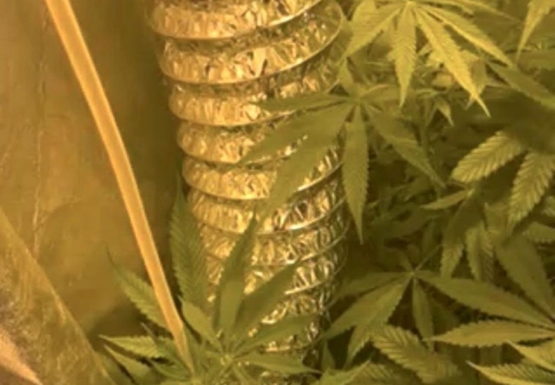 Разбиха наркооранжерия в Бургас съобщиха от МВР Специализираната полицейска операция за